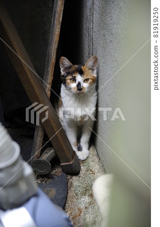 Calico cat on the back street of Ginza, Tokyo Ginza, Chuo-ku, Tokyo Calico cat on the back street of Ginza, Tokyo Ginza, Chuo-ku, Tokyo 81919250