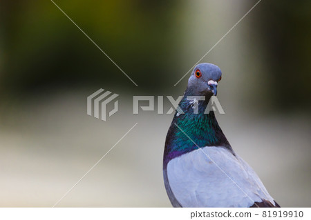 Alert pigeon 81919910