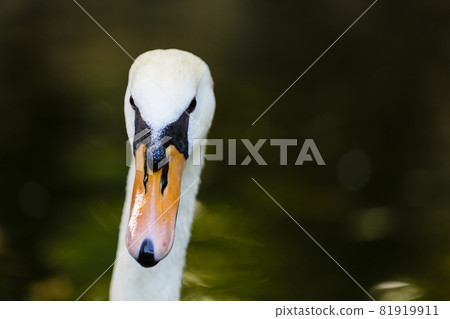 Adult white swan portrait Adult white swan portrait 81919911