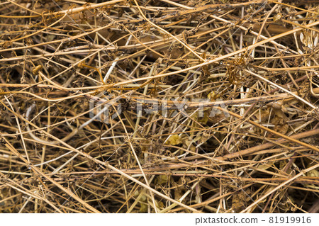 Background texture of dried grass Background texture of dried grass 81919916