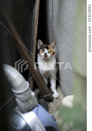 Calico cat on the back street of Ginza, Tokyo Ginza, Chuo-ku, Tokyo Calico cat on the back street of Ginza, Tokyo Ginza, Chuo-ku, Tokyo 81919981