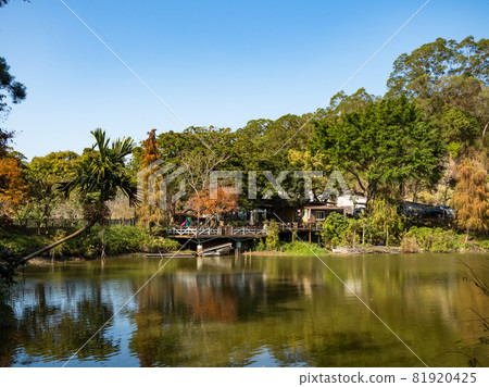 landscape of checheng timber pond, nantou, taiwan 81920425