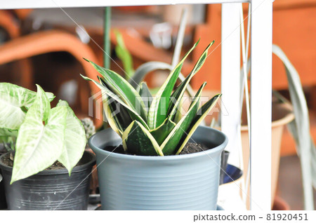 Sansevieria trifasciata Prain, Snake plant or Mother in laws tongue and Arrowhead Vine Sansevieria trifasciata Prain, Snake plant or Mother in laws tongue and Arrowhead Vine 81920451