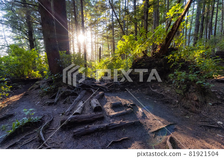Hiking Path to Mystic Beach in the Vibrant Rainforest Hiking Path to Mystic Beach in the Vibrant Rainforest 81921504