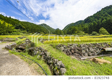 Yotsuya Rice Terraces (Shinshiro City, Aichi Prefecture) where rice harvesting has begun Yotsuya Rice Terraces (Shinshiro City, Aichi Prefecture) where rice harvesting has begun 81923748