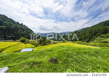 Yotsuya Rice Terraces (Shinshiro City, Aichi Prefecture) where rice harvesting has begun Yotsuya Rice Terraces (Shinshiro City, Aichi Prefecture) where rice harvesting has begun 81923749