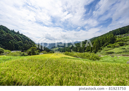 Yotsuya Rice Terraces (Shinshiro City, Aichi Prefecture) where rice harvesting has begun Yotsuya Rice Terraces (Shinshiro City, Aichi Prefecture) where rice harvesting has begun 81923750