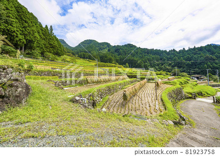 Yotsuya Rice Terraces (Shinshiro City, Aichi Prefecture) where rice harvesting has begun 81923758