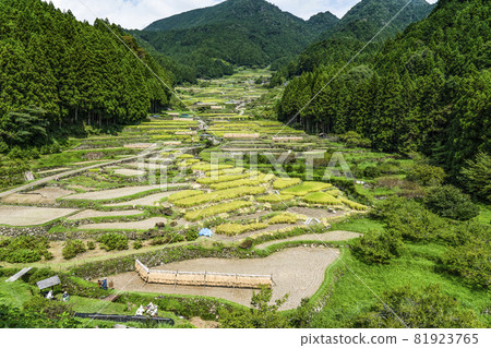 Yotsuya Rice Terraces (Shinshiro City, Aichi Prefecture) where rice harvesting has begun 81923765