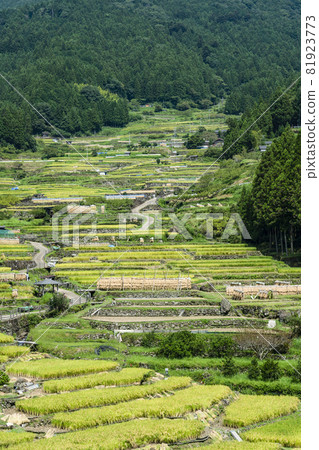 開始收割水稻的四谷梯田(愛知縣新城市) 開始收割水稻的四谷梯田(愛知縣新城市) 81923773