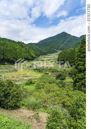 Yotsuya Rice Terraces (Shinshiro City, Aichi Prefecture) where rice harvesting has begun 81923780