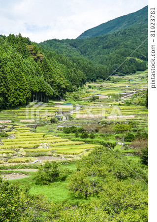 Yotsuya Rice Terraces (Shinshiro City, Aichi Prefecture) where rice harvesting has begun Yotsuya Rice Terraces (Shinshiro City, Aichi Prefecture) where rice harvesting has begun 81923781