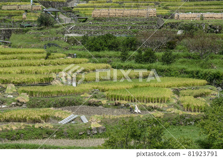 Yotsuya Rice Terraces (Shinshiro City, Aichi Prefecture) where rice harvesting has begun 81923791