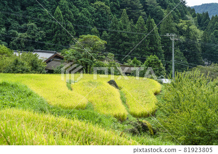 Yotsuya Rice Terraces (Shinshiro City, Aichi Prefecture) where rice harvesting has begun 81923805
