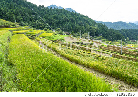 Yotsuya Rice Terraces (Shinshiro City, Aichi Prefecture) where rice harvesting has begun 81923839