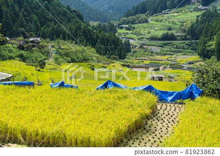 Yotsuya Rice Terraces (Shinshiro City, Aichi Prefecture) where rice harvesting has begun 81923862