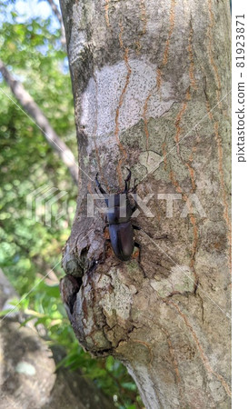 Dorcus rectus 81923871