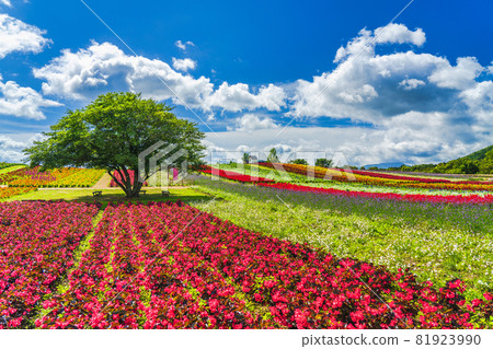 Autumn park and flower garden Kami Town, Miyagi Prefecture 81923990