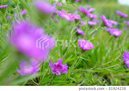 Beautiful flowers of Stokesia that grow in clusters Beautiful flowers of Stokesia that grow in clusters 81924238