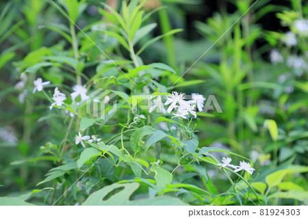 Sengenesou花 81924303