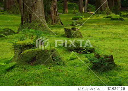 大殿前的白山平泉寺青苔區 81924426