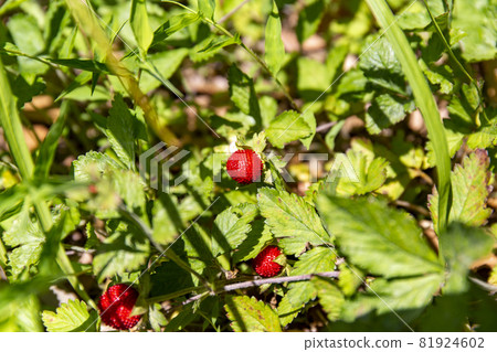 snake strawberry snake strawberry 81924602