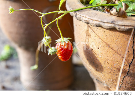 Strawberry at home garden Strawberry at home garden 81924603