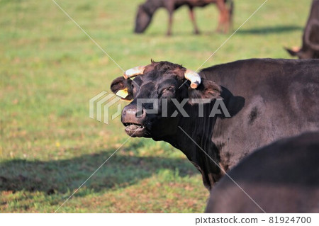 Japanese beef 81924700