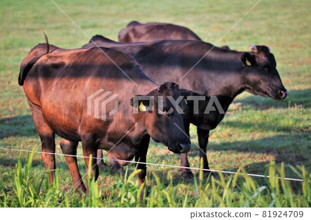 Japanese beef Japanese beef 81924709