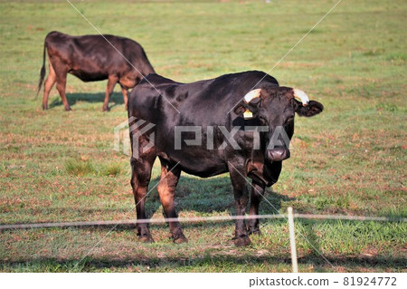 Japanese beef Japanese beef 81924772