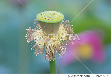 Beautiful Oga lotus that colors early summer Beautiful Oga lotus that colors early summer 81924893