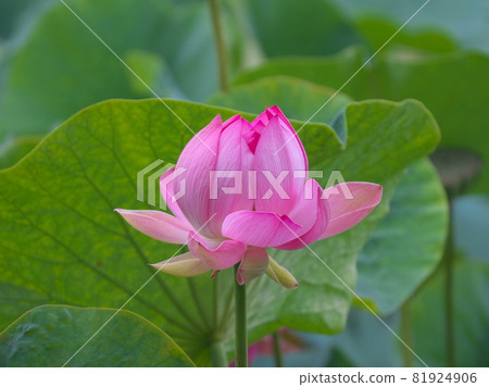 Beautiful Oga lotus that colors early summer Beautiful Oga lotus that colors early summer 81924906
