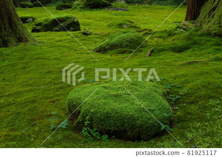 Hakusan Heisenji Temple Moss area in front of the hall of worship 81925117