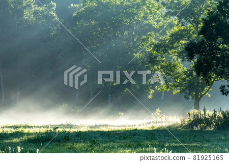 Ka No. flat light 81925165