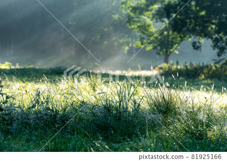 Kayanodairakogen 的晨露 81925166