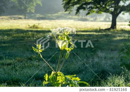 Kayanodairakogen Drops 81925168