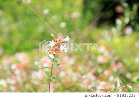 阿比亞的花 81925232