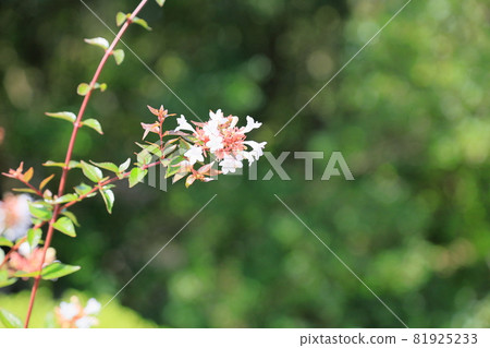 Aberia's flower 81925233