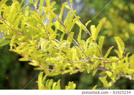 Colored metasequoia leaves 81925234