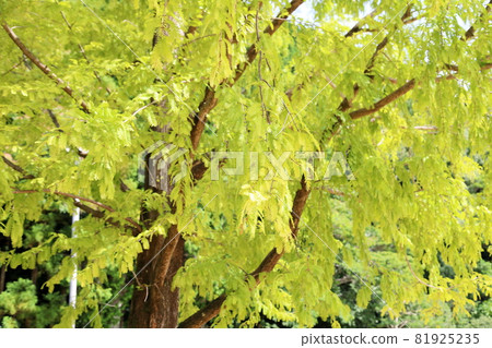 Colored metasequoia leaves 81925235