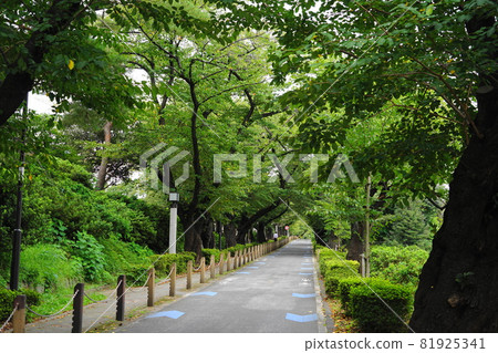 September 576 Aoyama Cemetery, Minato-ku, a row of cherry blossom trees, Minami Aoyama 81925341