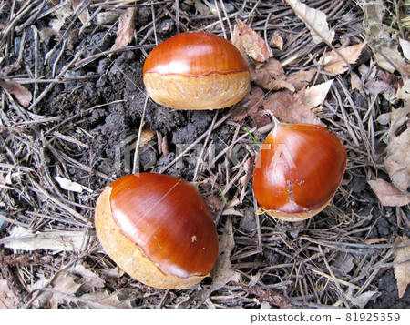 Chestnuts fallen to the ground Chestnuts fallen to the ground 81925359