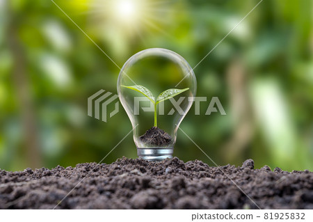 Trees growing in energy-saving and energy-saving bulbs are environmentally friendly. renewable energy concept Clean energy alternatives to generate electricity 81925832