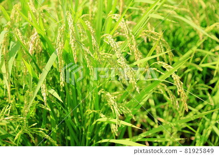 Rice field 81925849