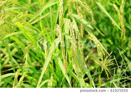 Rice field 81925850