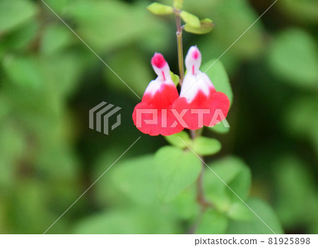 Salvia microphila (red and white petals) Interestingly shaped flowers (red and white petals) 81925898