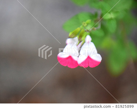 Salvia microphila (red and white petals) Interestingly shaped flowers (red and white petals) Salvia microphila (red and white petals) Interestingly shaped flowers (red and white petals) 81925899