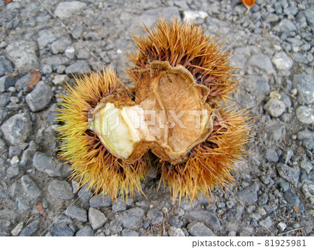 大栗子掉到地上 81925981