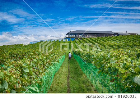 Miyagi Winery Hedge Cultivated Vineyards and Restaurants Miyagi Winery Hedge Cultivated Vineyards and Restaurants 81926033