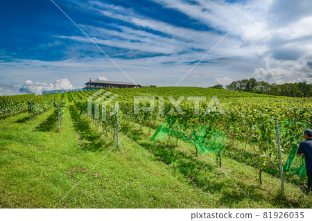 Bird net installation work at a winery vineyard in Miyagi Bird net installation work at a winery vineyard in Miyagi 81926035